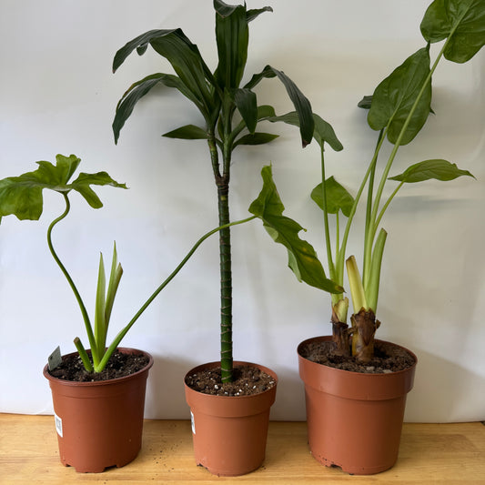 Rescue Me! Box I | Clearance Plants