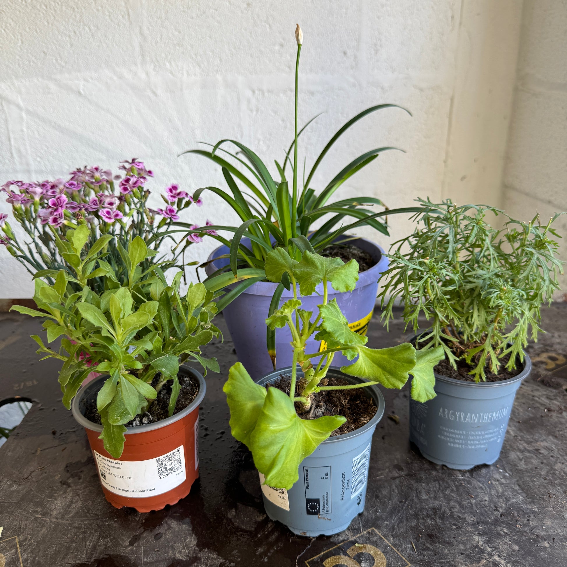 Garden Rescue Me! Box 12