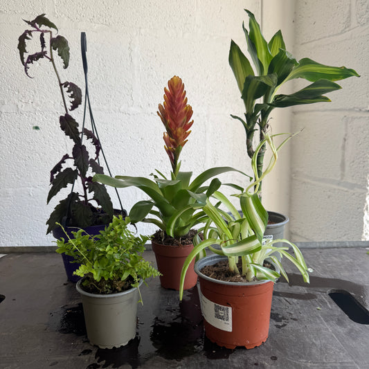 Rescue Me! Box 19 | Perfect Plants for Under £50
