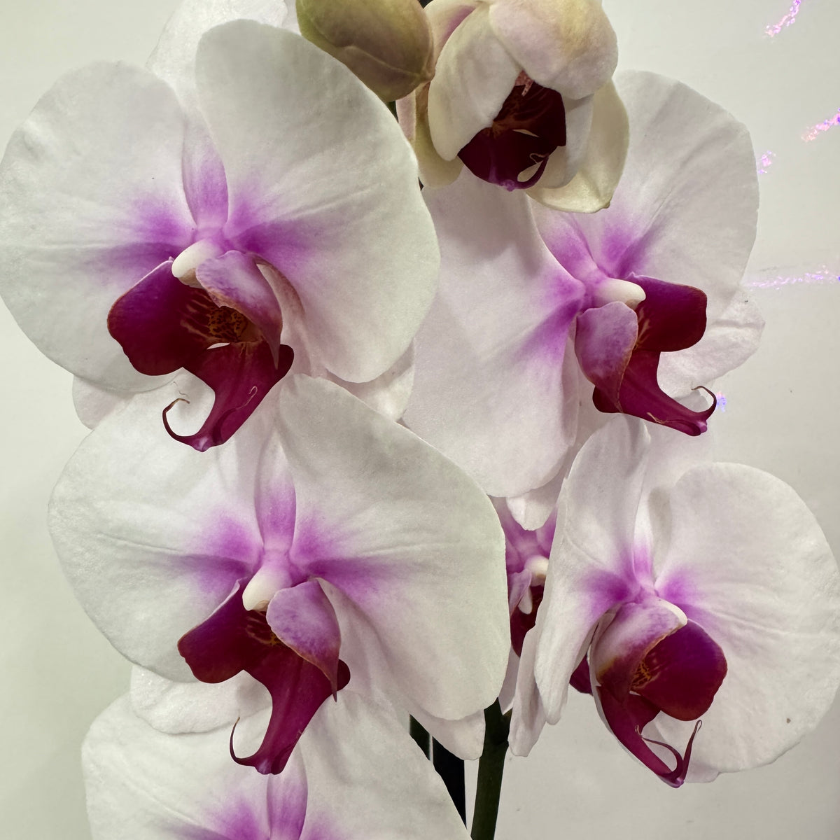 Phalaenopsis Orchid | Pink Lips
