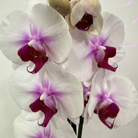 Phalaenopsis Orchid | Pink Lips