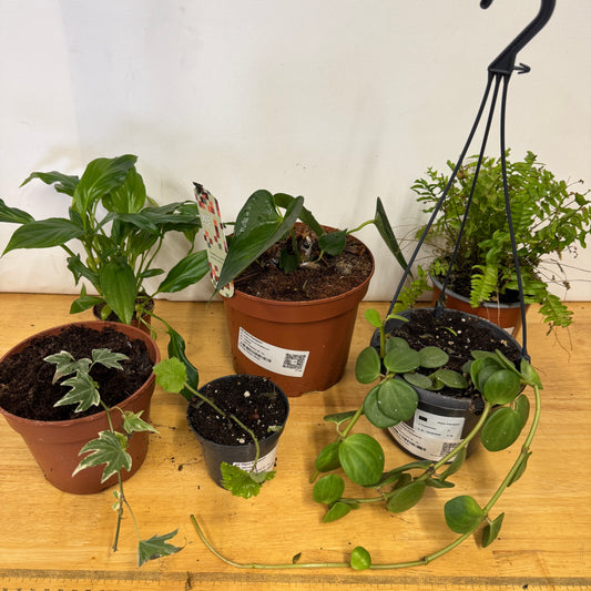 Rescue Me! Box M | Indoor Plants