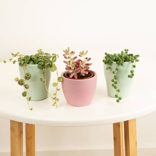 Funky Friends | Plant Bundle | Christmas Gifts