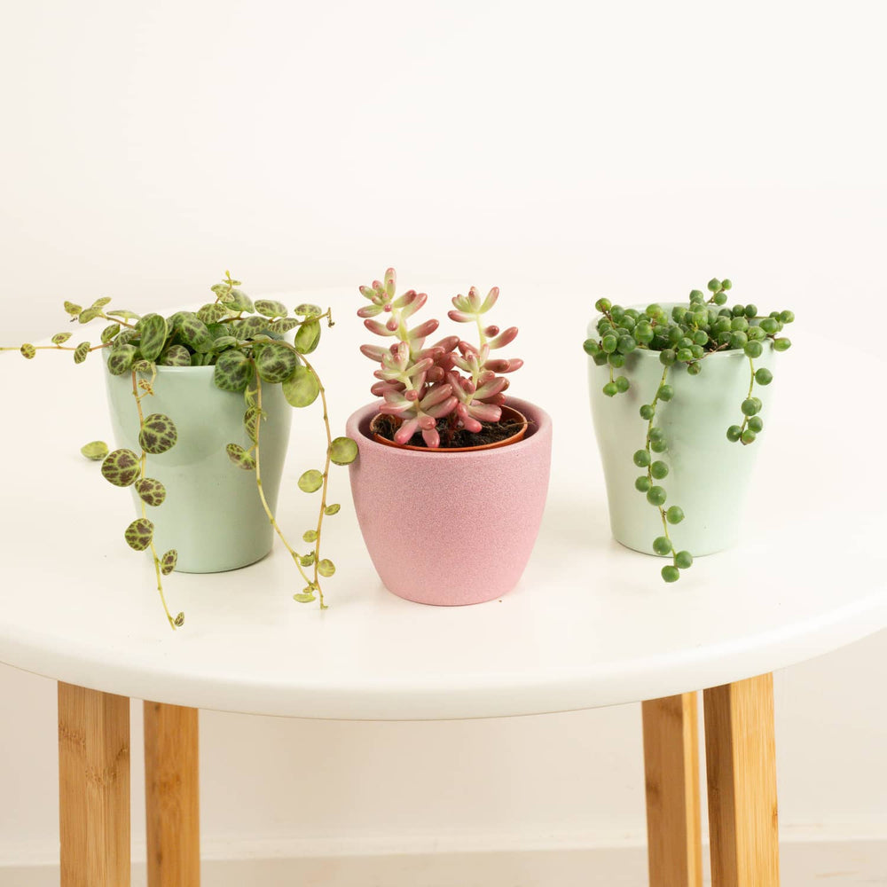 Indoor Funky Friends | Plant Bundle | 3 X PLANTS | 3 X POTS | Indoor Plant Bundle