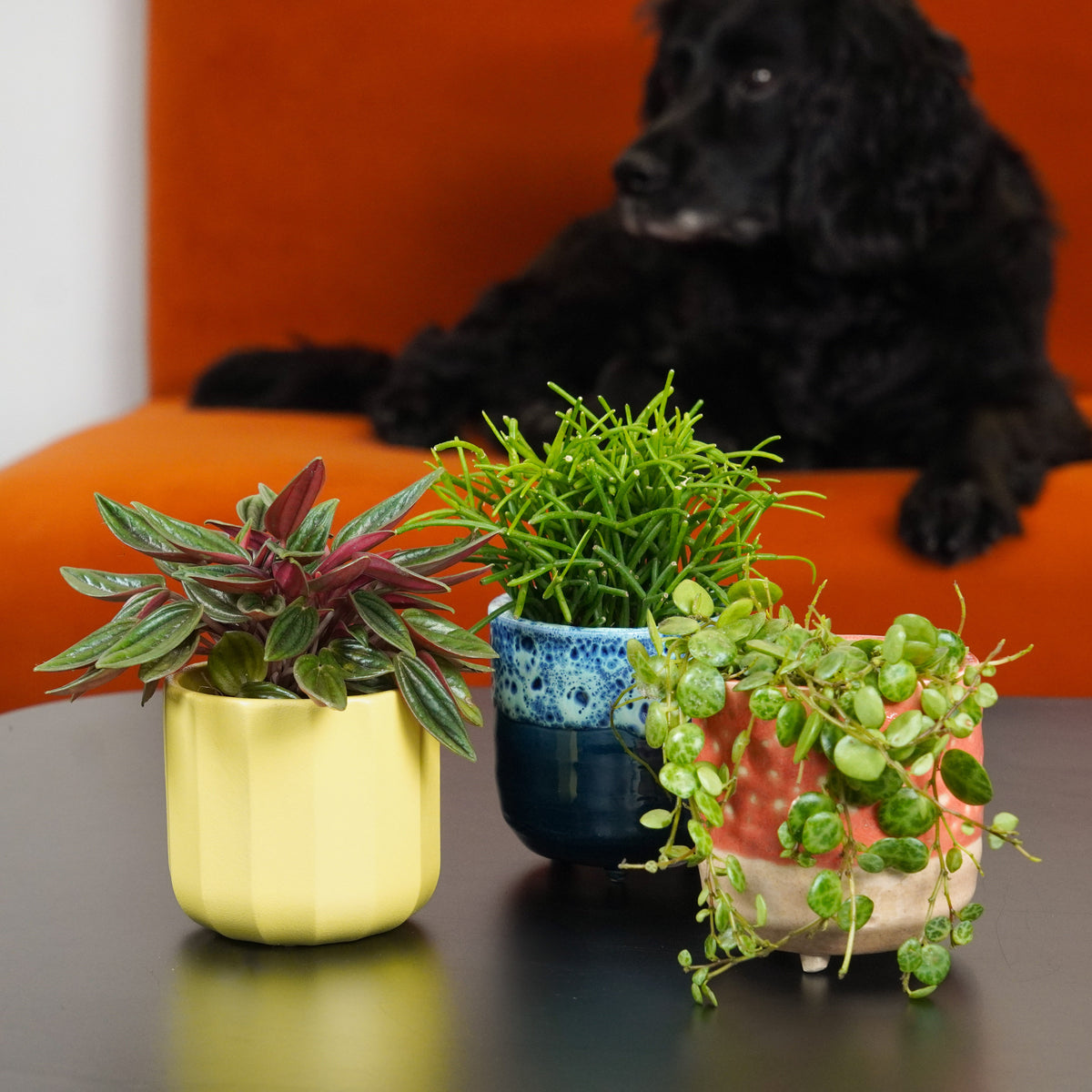 Fur Baby Friendly Tots | Plant Bundle