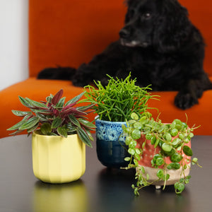 Fur Baby Friendly Tots | Plant Bundle - Indoor Plant