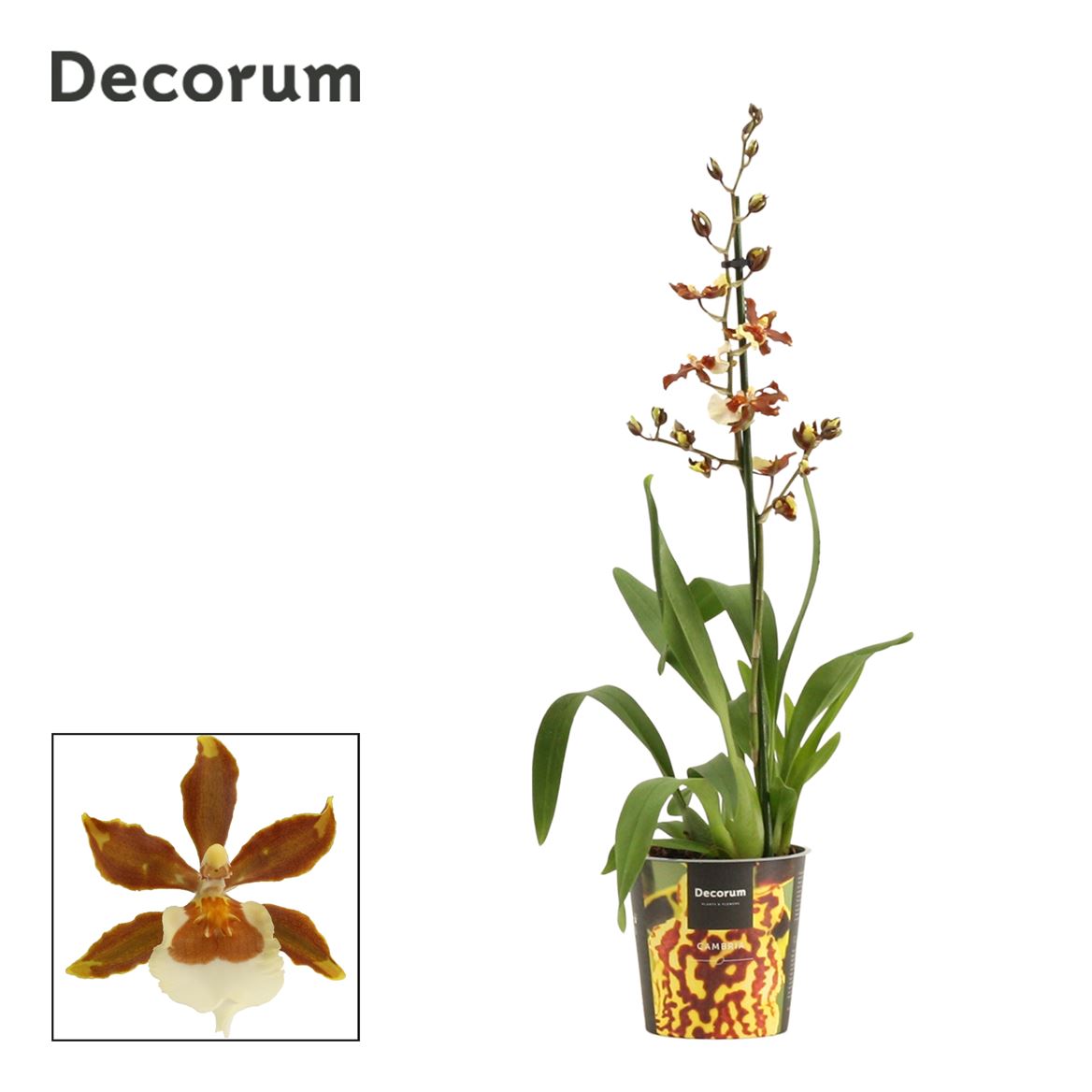 Cambria Orchid Gold Rush