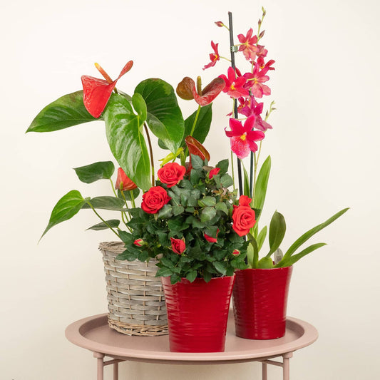 Garnet Glow | Plant Bundle | 