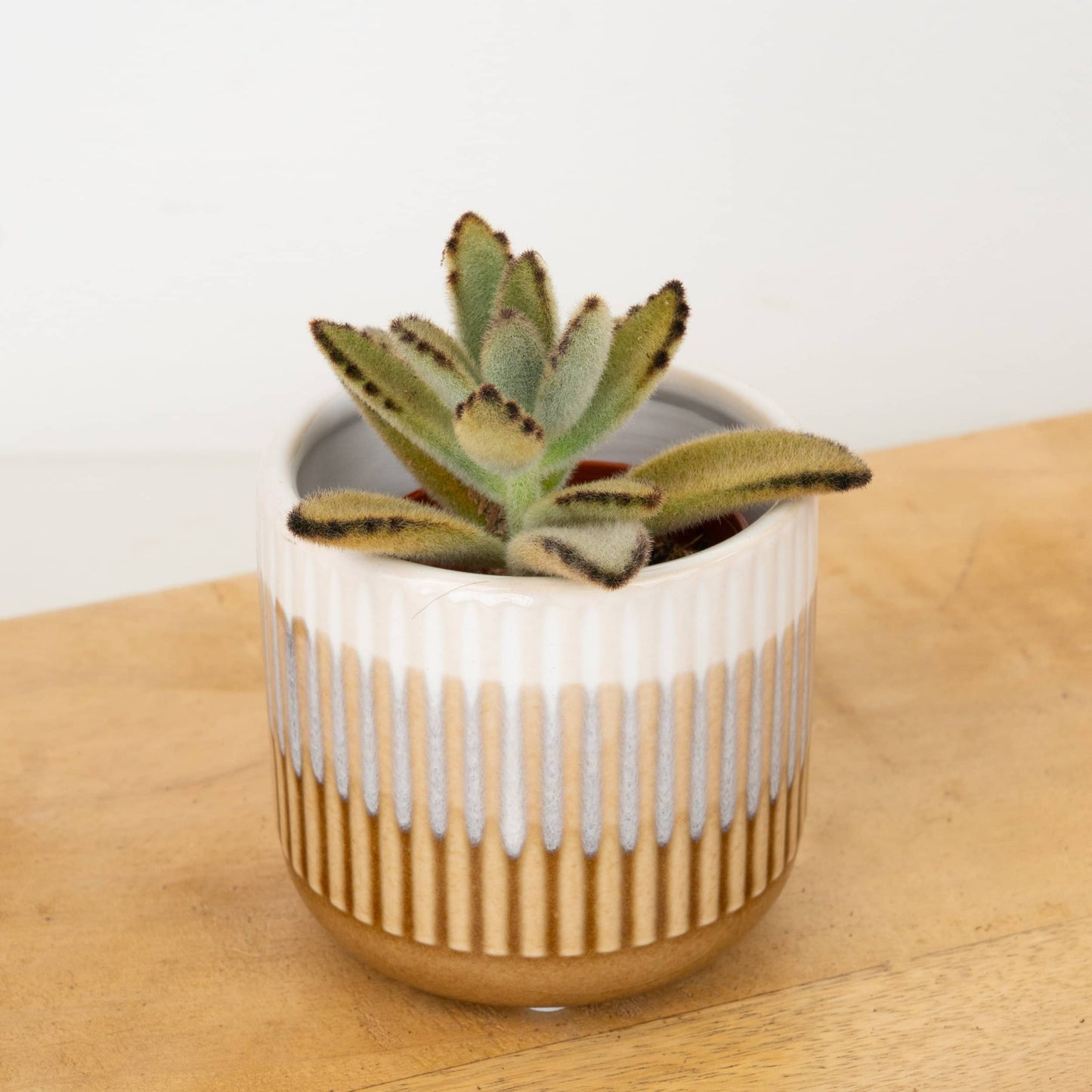Panda Plant | Golden Girl
