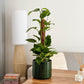 Devil's Ivy | Golden Pothos