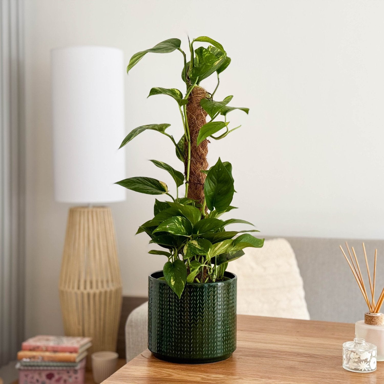 Devil's Ivy | Golden Pothos