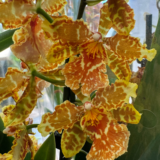 Cambria Orchid | Golden Tiger | Perfect Plants for Under £30