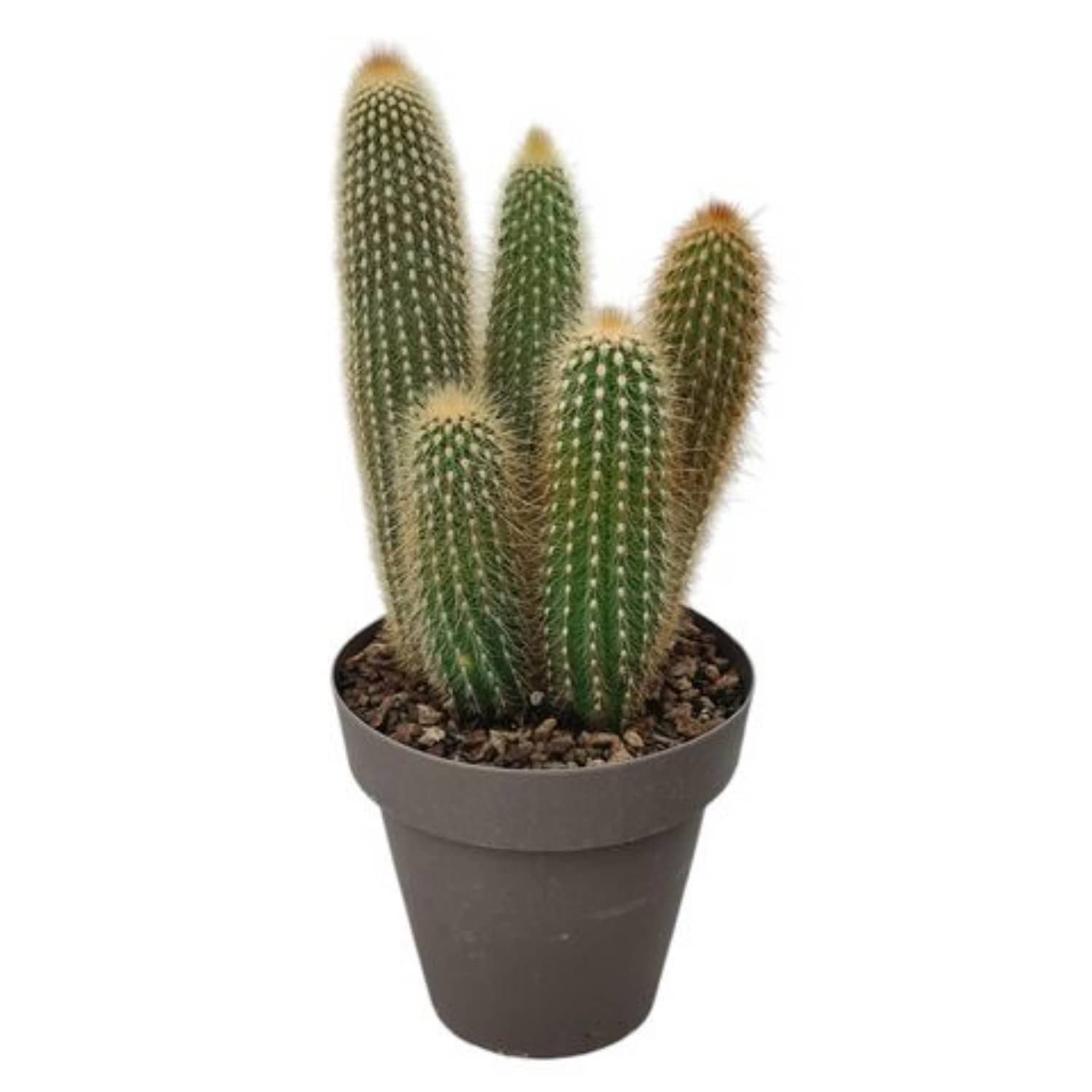 Golden Torch Cactus