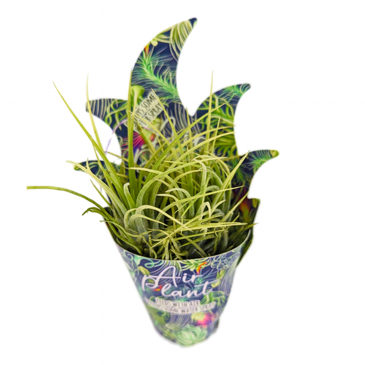 Air Plant | Green | Perfect Plants for Under £30