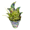 A stunning Air Plant, perfect for brightening up your spaces & terrariums!