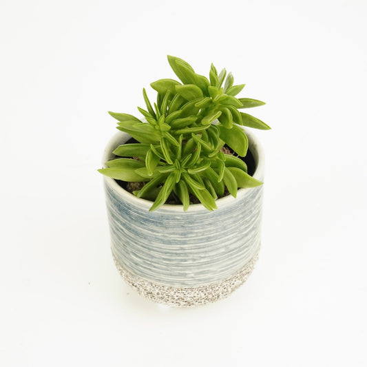 Peperomia | Green Spark | Perfect Plants for Under £30