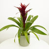 A stunning Guzmania Bromeliad 'Switch' Indoor Tropical Houseplant - great for adding a natural touch to all sorts of spaces at home, in the workplace & beyond!