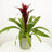 Bromeliads & Guzmania