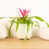 A fun and fascinating Guzmania 'Destiny' Bromeliad houseplant in a cosy decorative ceramic pot sold separately. This variety is best known for - and identified by - its vibrant pink-red central bracts and emerald green leaves. Great for gifting and sure to inspire!