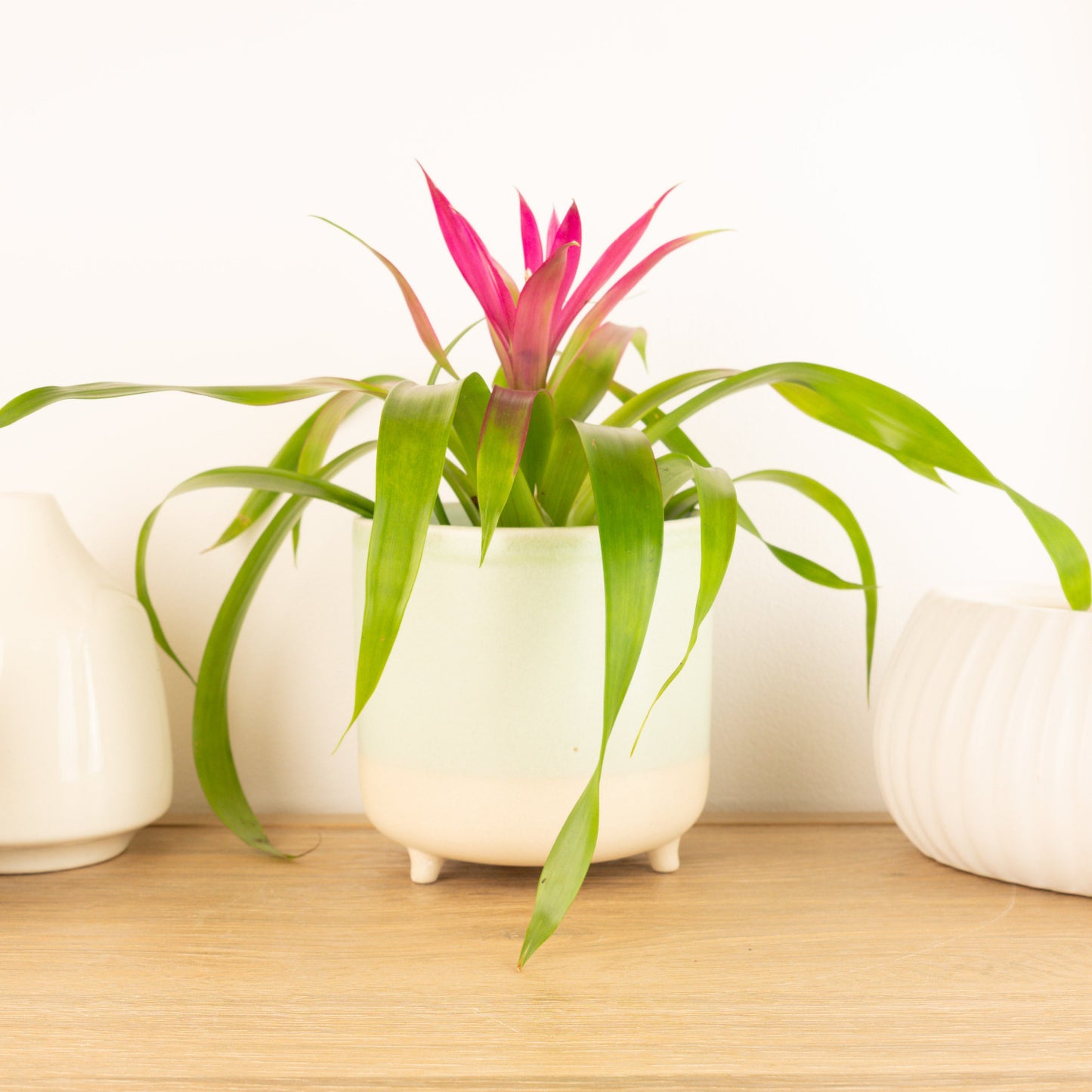 Flowering Bromeliad | Guzmania | Destiny