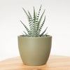 A Haworthia Alba Zebra Cactus Houseplant in a cosy olive ceramic decorative pot, sitting atop a wooden table. 