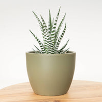 A Haworthia Alba Zebra Cactus Houseplant in a cosy olive ceramic decorative pot, sitting atop a wooden table. 