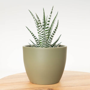 Zebra Cactus | Alba - Indoor Plant