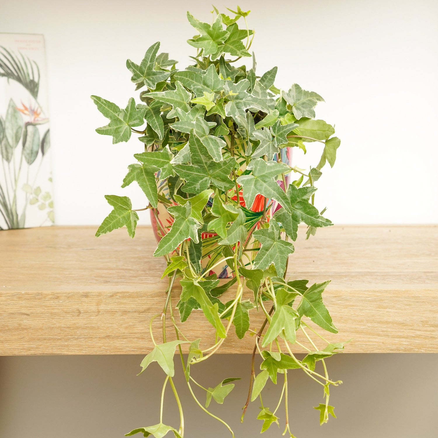 indoor ivy plant light requirements English Ivy