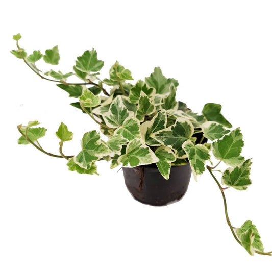 Ivy | White Wonder | Potted Houseplants