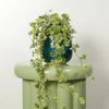 These stunning White Wonder Ivy tropical plants are excellent for adding a natural, luxurious touch at home, in the office & beyond! They are an easy care variety so great for beginners, and air purifying too - so by caring for yours, it'll care for you. Superb for gifting too - there's plenty to love with these fantastic ivy houseplants. 

Variant shown is in a decorative Como pot - sold separately.