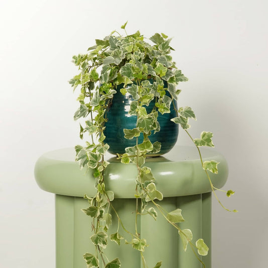 Ivy | White Wonder | Indoor Plants