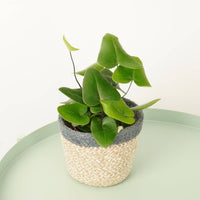 A decorative dream and stunningly tropical, these fantastic Hemionitis Arifolia plants - more commonly known as 'Heart Leaf Ferns' are a vibrant variety that are ready to inspire. They are pet-friendly and great for beginners, and their exotic appearance is excellent for adding a lush, natural touch at home, in the office & beyond. Superb for gifting too! 

The variant photographed is shown in a woven decorative pot holder sold separately.