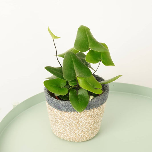 Heart Leaf Fern | Indoor Fern Plants