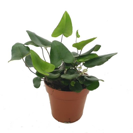 Heart Leaf Fern | Potted Houseplants