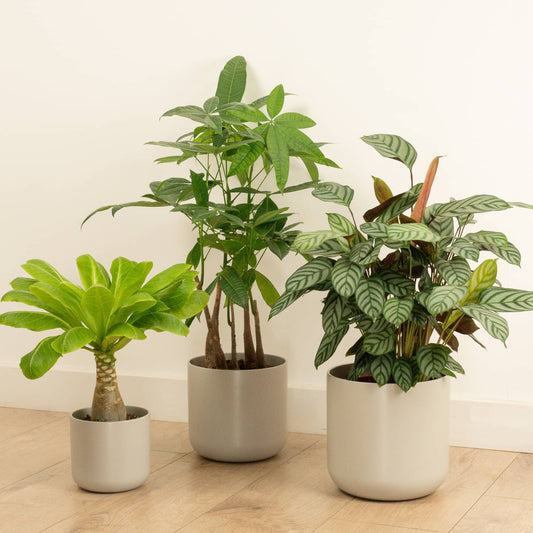 Holiday Vibes | Plant Bundle | Palm Houseplants