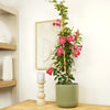 Tropical Rocktrumpet Mandevilla Indoor Houseplant - shown in a decorative pot sold separately.