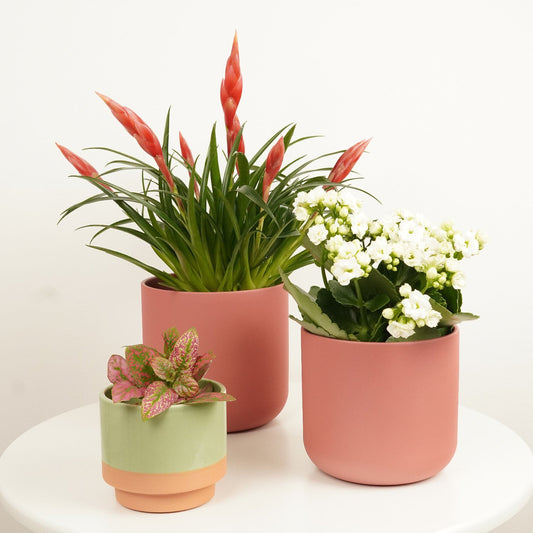 Fire & Ice  | Plant Bundle | 