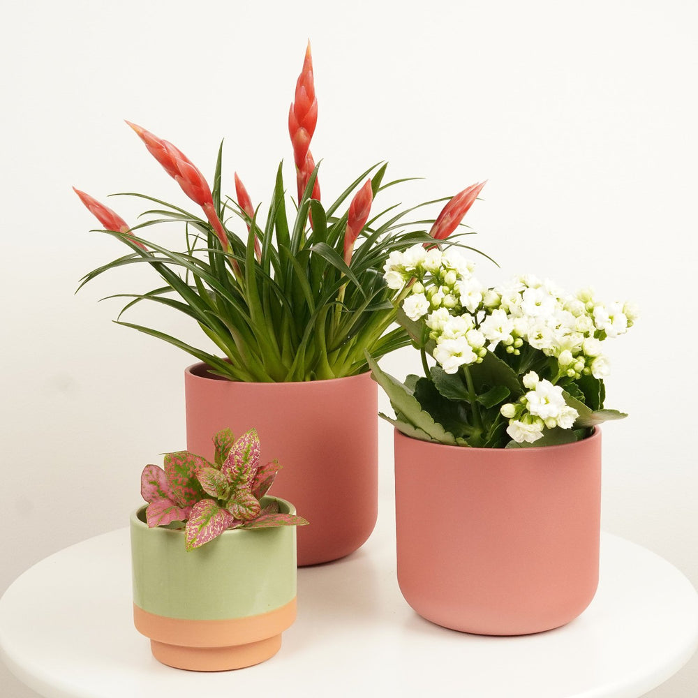 Indoor Fire & Ice | Plant Bundle | 3 X PLANTS | 3 X POTS | Indoor Plant Bundle