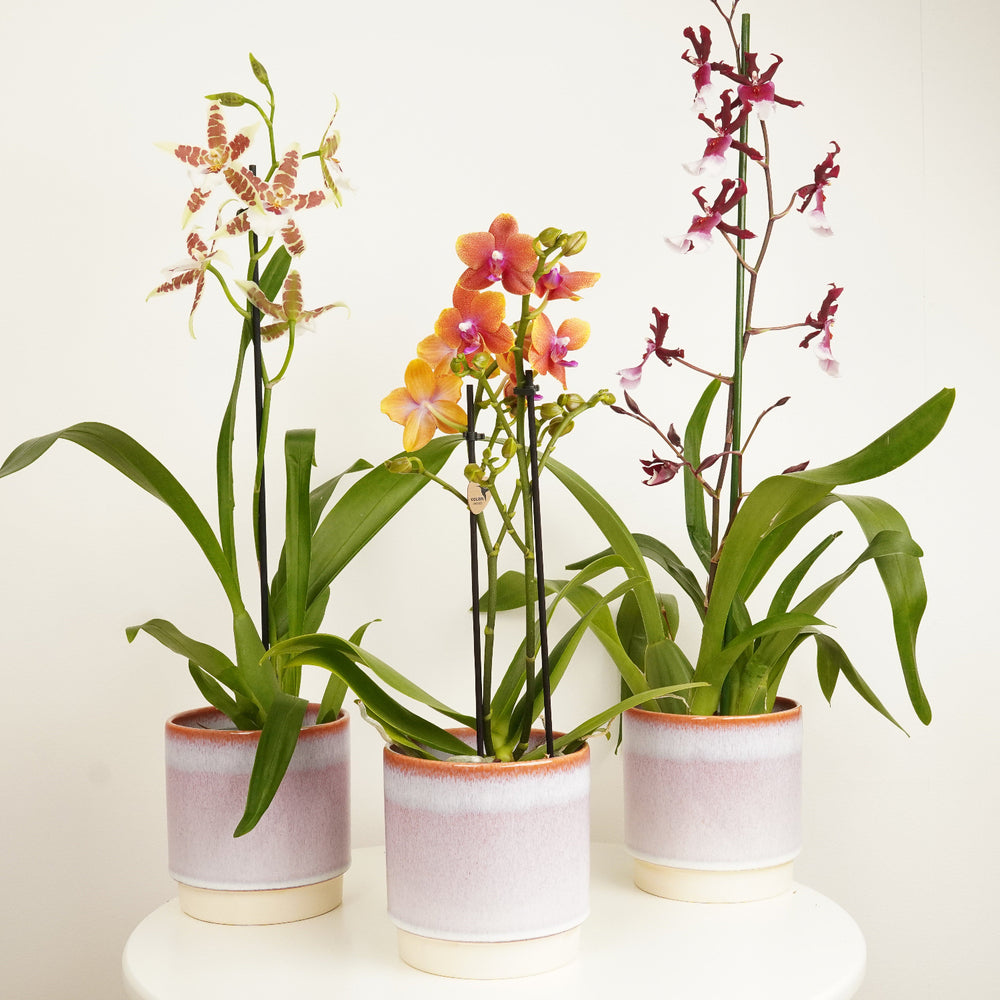 Indoor Orchid Lover | Plant Bundle | 3 X PLANTS | 3 X POTS | Indoor Plant Bundle