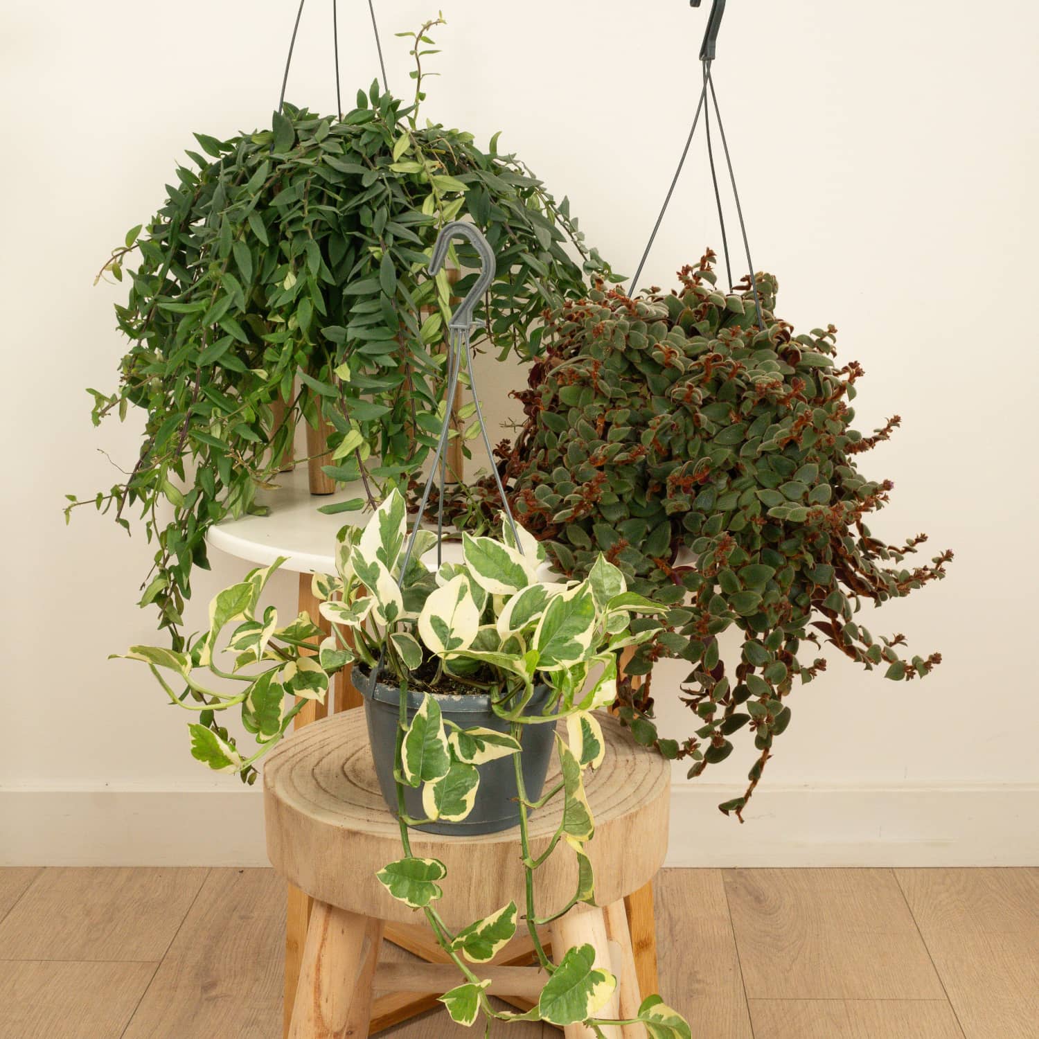 Shelfie | Plant Bundle
