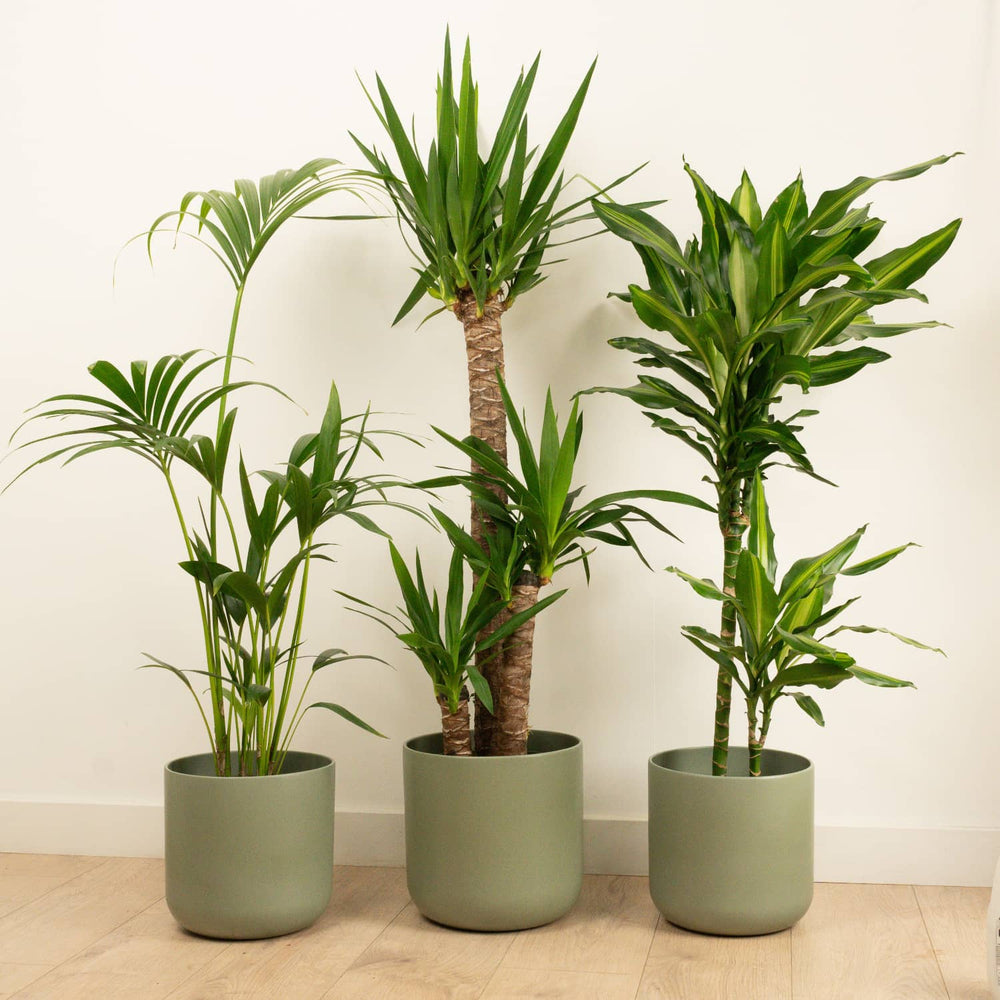 Indoor Tall Palms | Plant Bundle | 3 X PLANT | 3 X POT | Indoor Plant Bundle