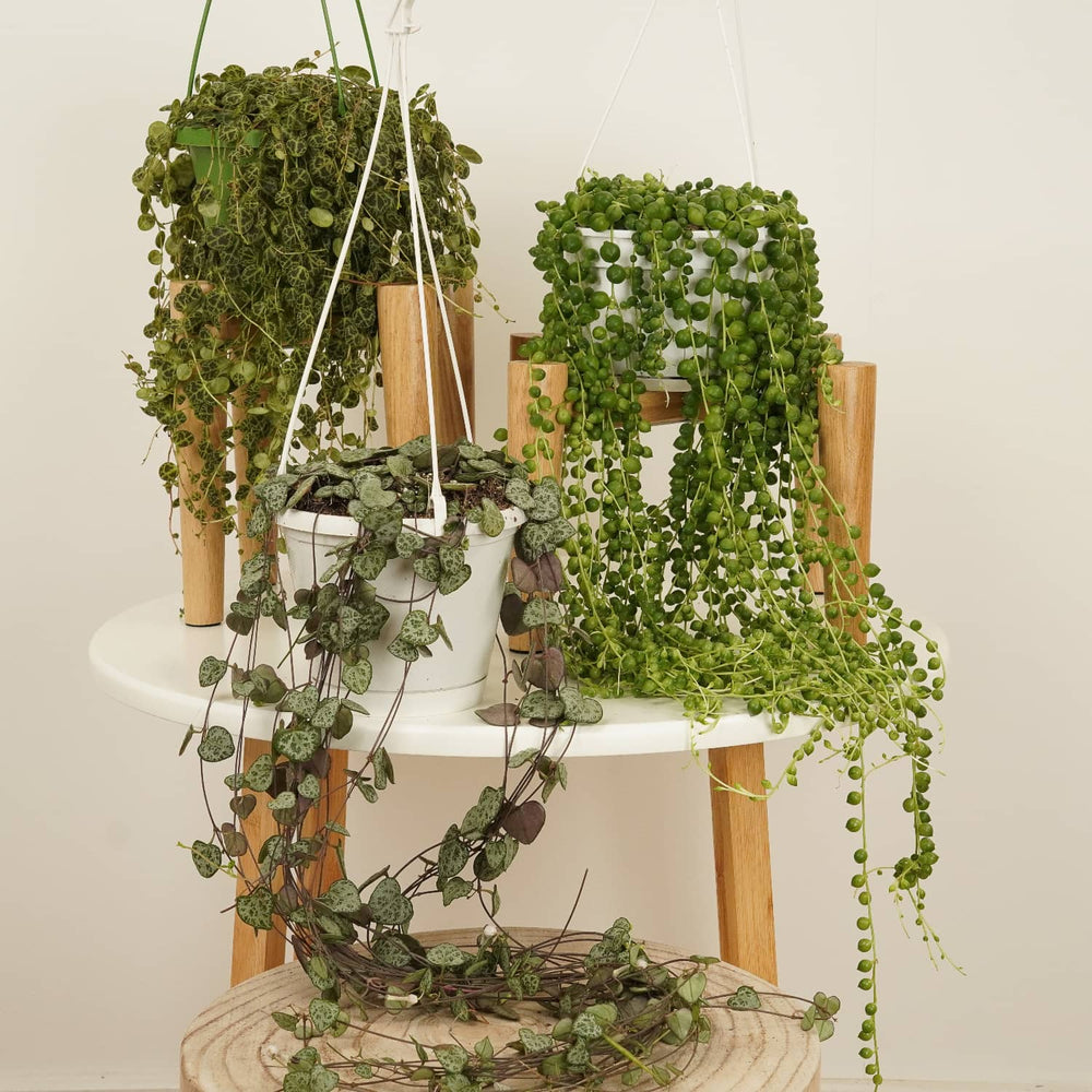 Indoor Trailing Favourites | Plant Bundle | 3 X PLANTS | Indoor Plant Bundle