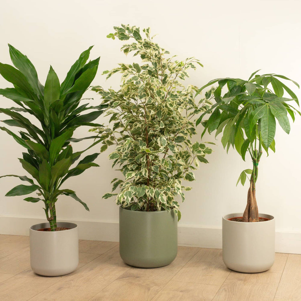 Indoor Urban | Plant Bundle | 3 X PLANT | 3 X POT | Indoor Plant Bundle