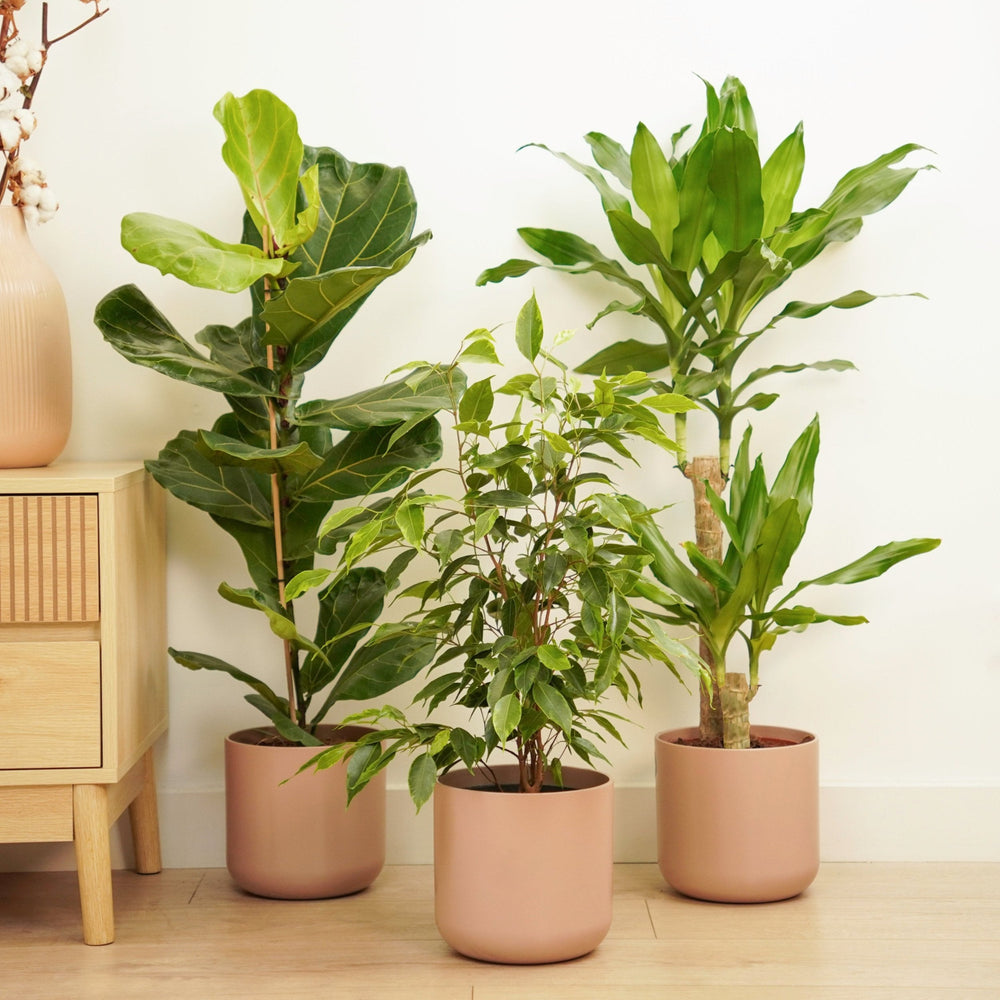 Indoor Dramatic | Plant Bundle | 3 X PLANTS | 3 X POTS | Indoor Plant Bundle