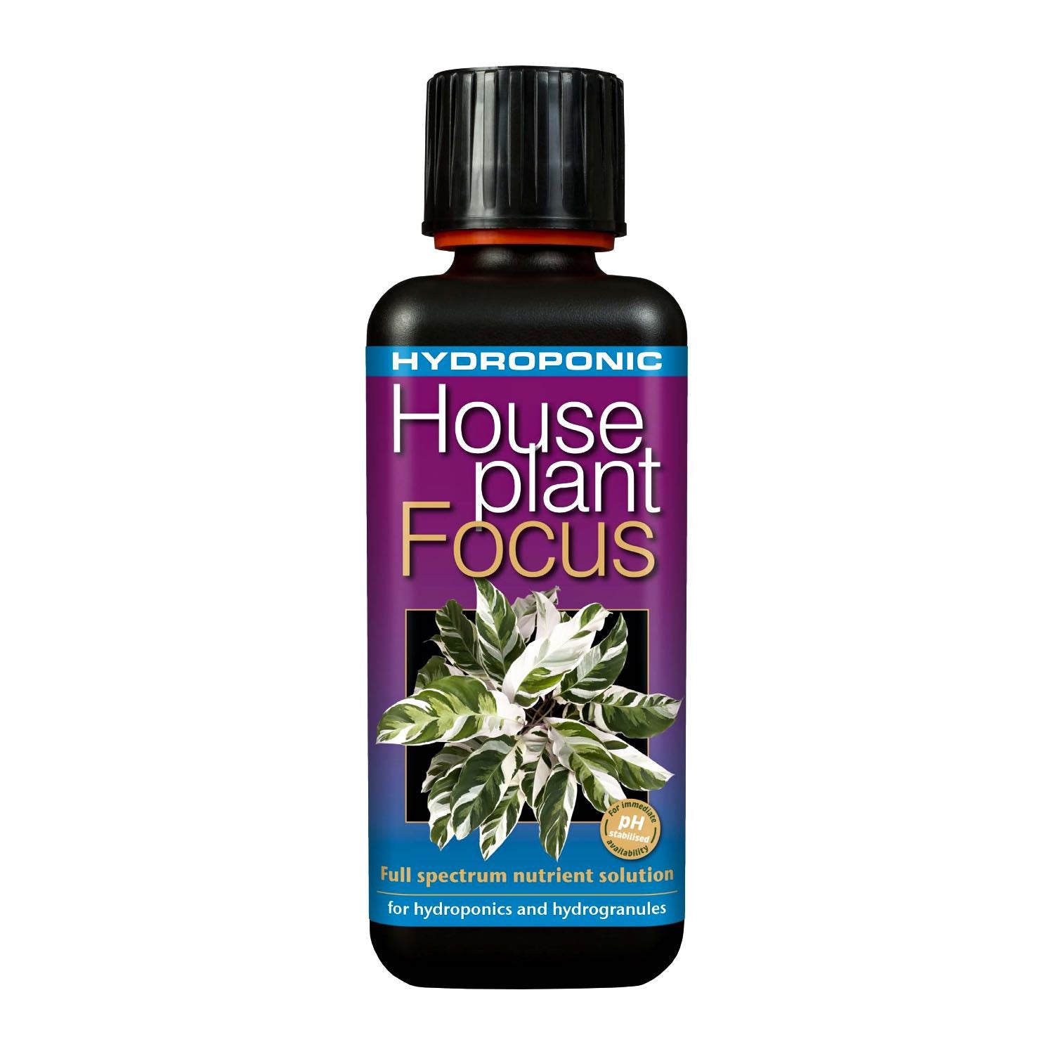 house plant focus Hydroponic Houseplant Focus
