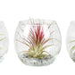 Air Plant | Mini Bowl Terrarium
