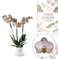 Phalaenopsis Orchid | Varese