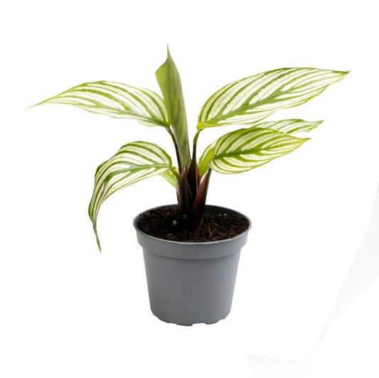 Prayer Plant | White Beauty | Pet Safe Plants