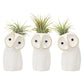 Air Plant Hootie Owl | Tillandsia