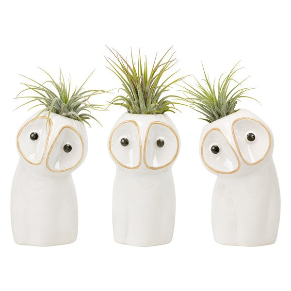 Air Plant Hootie Owl | Tillandsia